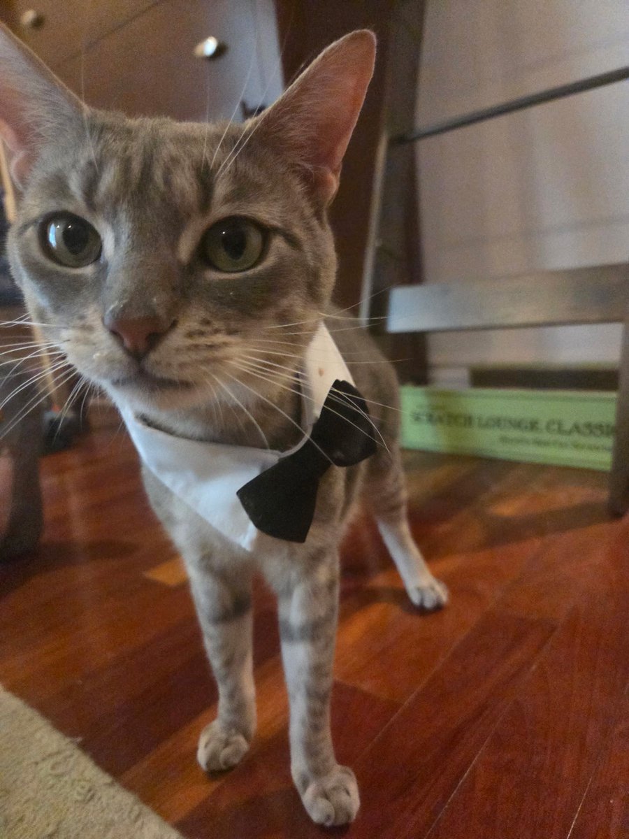 rescueridge's tweet photo. Didn’t have anyone to kiss on New Year’s? 💋
Klaus showed up fashionably late, tux on, mouth open — clearly making his case.
He’s a total social butterfly who loves people, dogs and other cats.
He’s especially fond of playing with his foster’s resident cat🖤
#websiteinfo https://t.co/WEw2gh91tQ