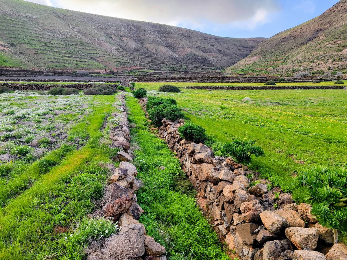 SusoPaez50's tweet photo. Lanzarote. Municipio de Haría, hoy.
Fotos/ José Miguel Arráez. https://t.co/jVzkyGEuqs