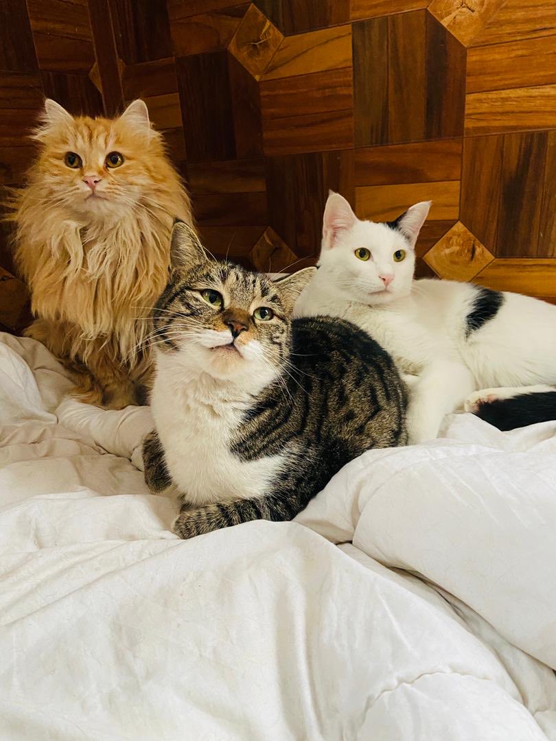 KSARshelter's tweet image. 3️⃣ hours left and 3️⃣ important reasons to cast your 🗳️ for KSAR on MGC!
🗳️ is 🆓                                   🔗 mygivingcircle.org/kabul-small-an…