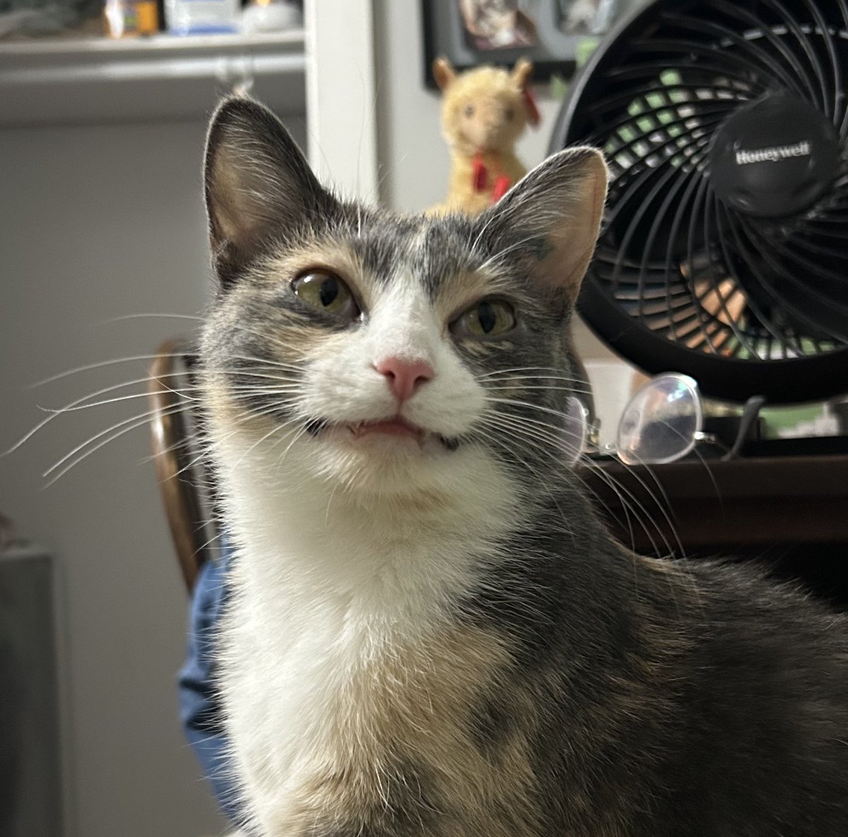 monkey & zoe ❤️ oreo 🌈 tweet media