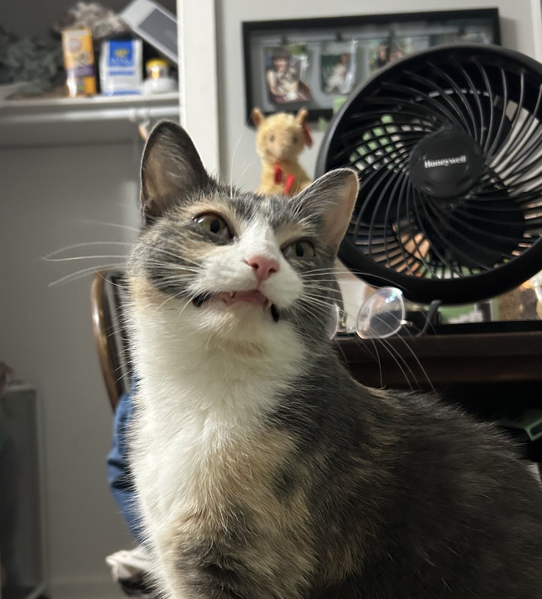 monkey & zoe ❤️ oreo 🌈 tweet media