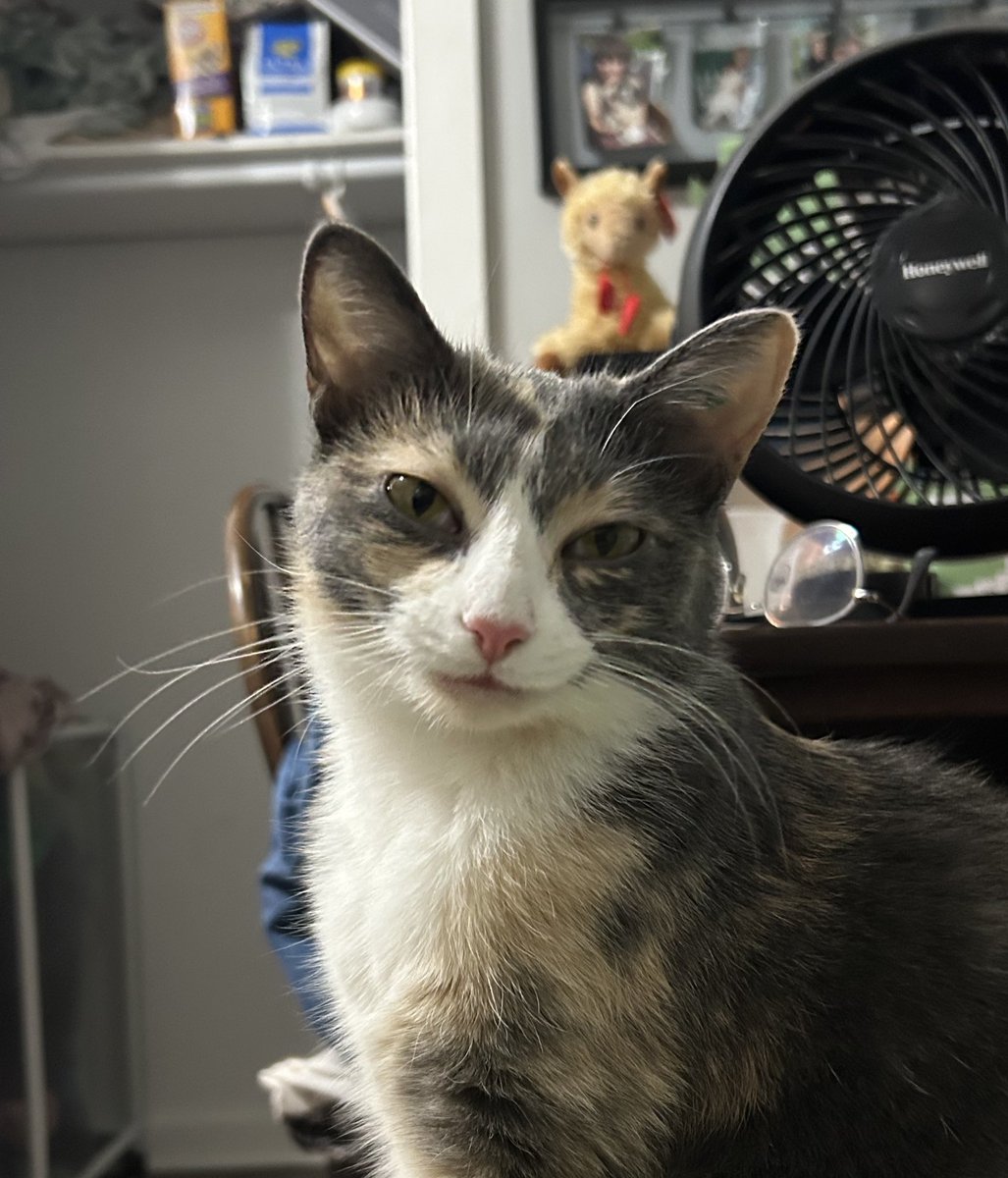 monkey & zoe ❤️ oreo 🌈 tweet media