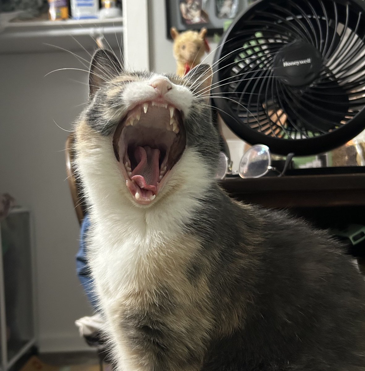 Is It Dangerous to Own a Pet Fox? - HubPages, image size:1181x1200