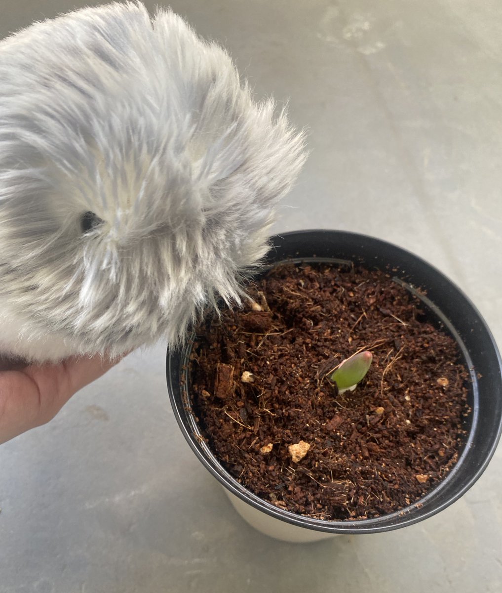 ASA様•*¨*•.¸♬︎専用ページ Asa (@kan_ami_ze_ami) / Posts / X