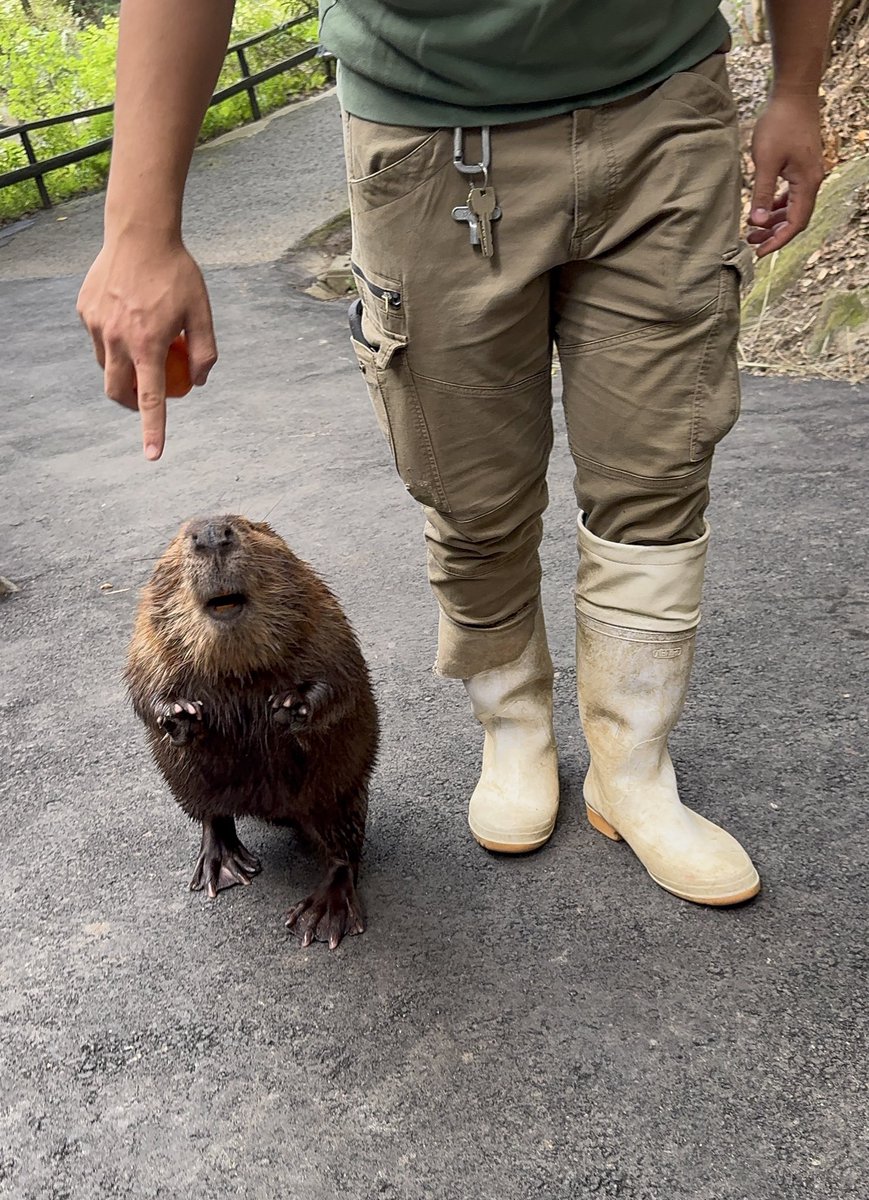 photo_beaver's tweet photo. 2025年ビバ活振り返り：11月

・トリアスふれあい動物園、長崎バイオパーク 3day
・羽村市動物公園 https://t.co/jqVjbCXh3e