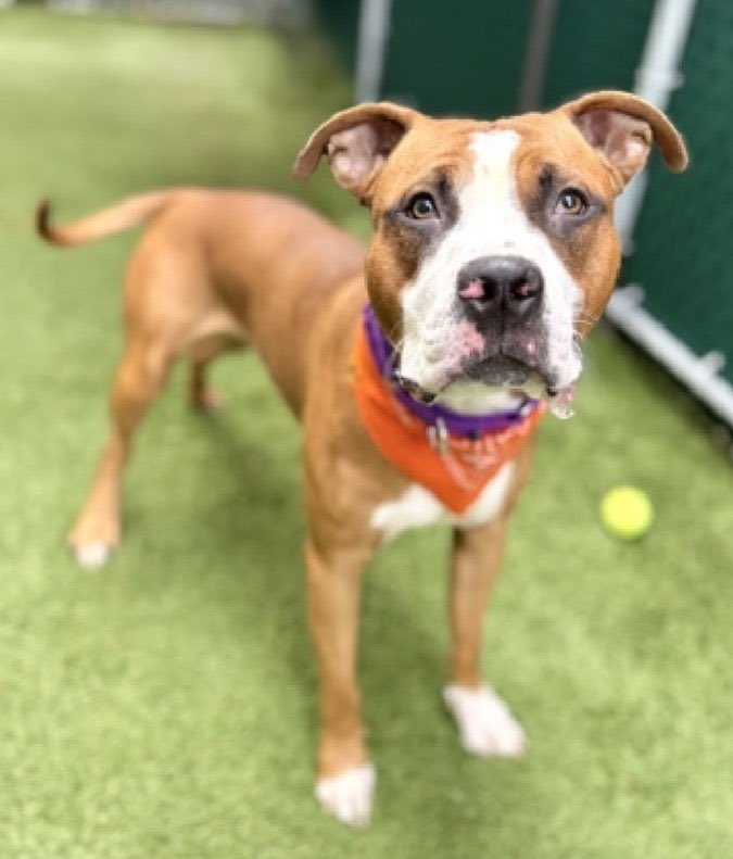 🆘URGENT in #NewYork Please FOSTER or PLEDGE to save Beautiful Playful 1 yr old Puppy 🐶 CHEWY from being Killed Next🚨

🏡North🇺🇸East [Maine to Virginia]
#FosterCHEWY🐶
#Pledge2FundRescue4CHEWY🛟