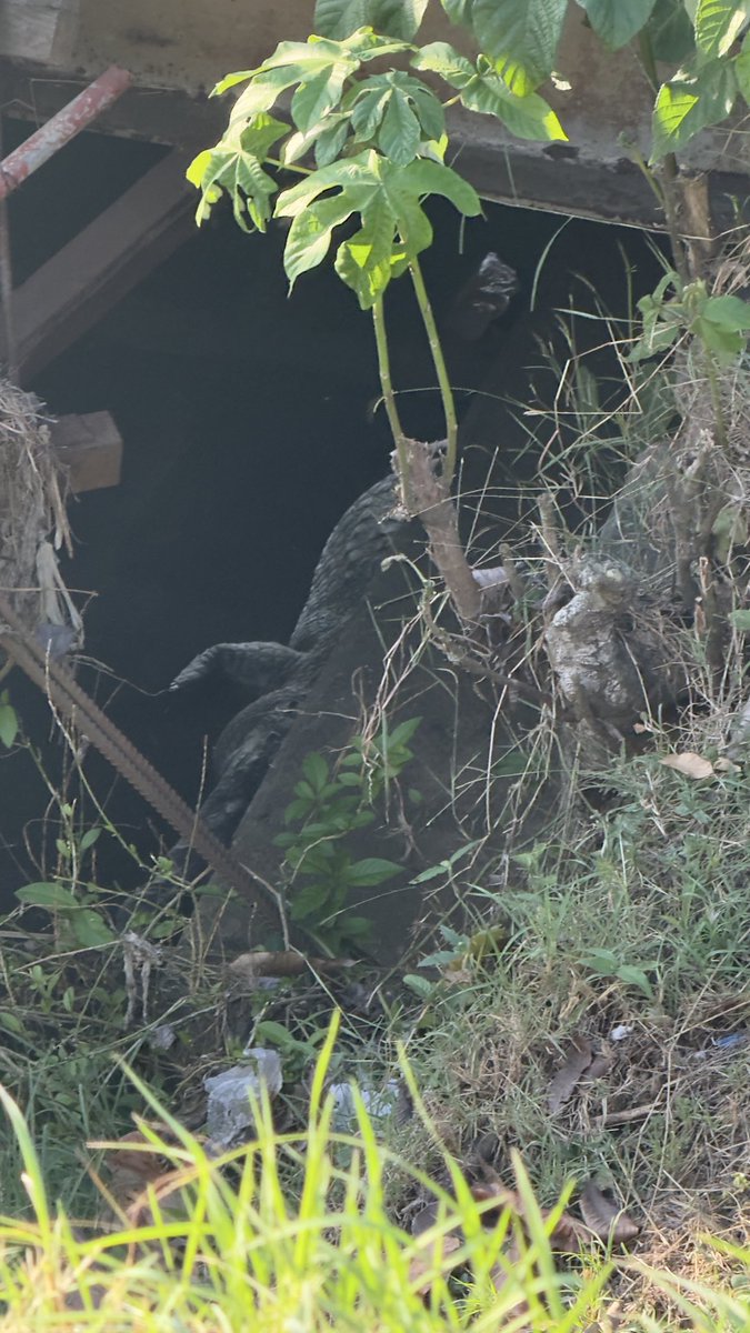 Resulta que me encontré un lagarto en el puente que está al frente del machetazo en Arraiján <a href="/policiadepanama/">Policía Nacional</a> <a href="/TReporta/">Telemetro Reporta</a> <a href="/tvnnoticias/">TVN Noticias</a>