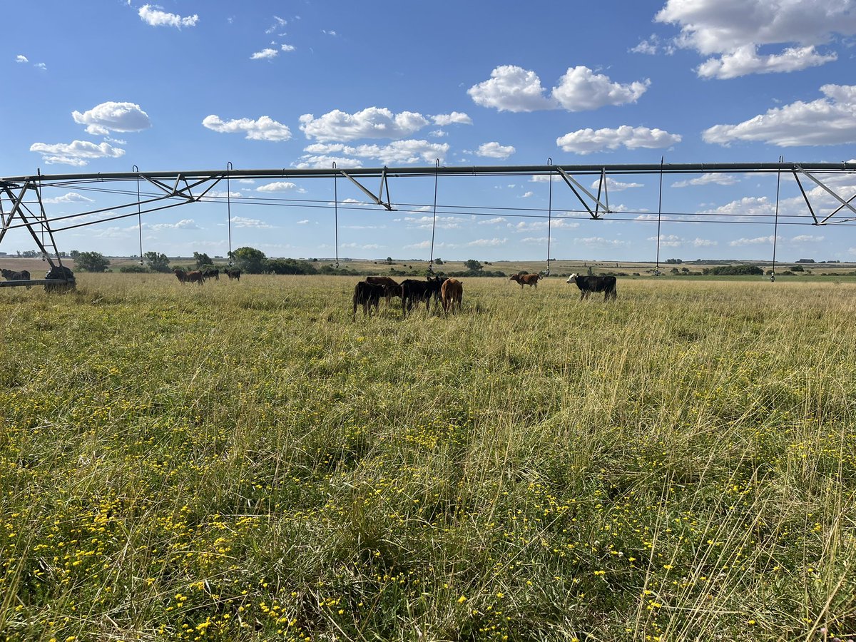 NormeyRafael's tweet image. Mientras China pone cuotas proteccionistas, EEUU aranceles en subibaja, la carne seguirá valiendo. El desafío es producir más y mejor. En este caso riego de pasturas, 800 kg de carne por ha/año.