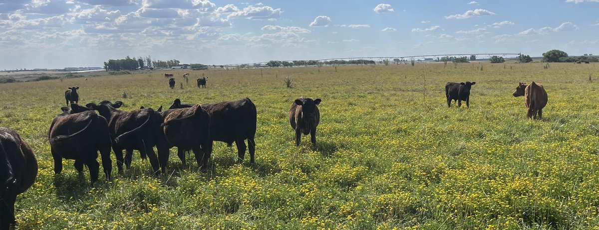 NormeyRafael's tweet image. Mientras China pone cuotas proteccionistas, EEUU aranceles en subibaja, la carne seguirá valiendo. El desafío es producir más y mejor. En este caso riego de pasturas, 800 kg de carne por ha/año.
