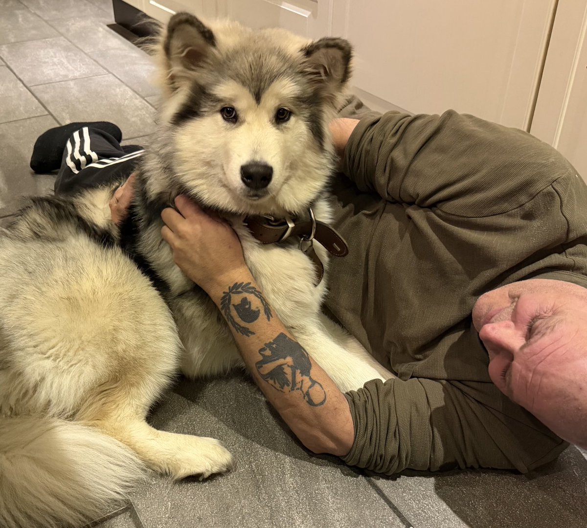 Lots of my friends think that Pit Bulls or Staffs are the ultimate dog. I think they are a little stupid and booring. Alaskan Malamute, thats a real dog❤️
