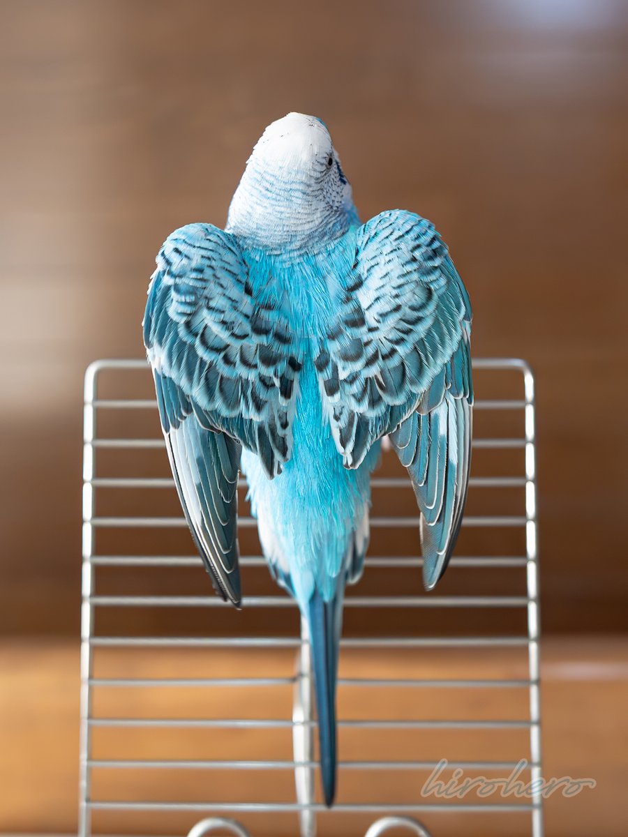 hirohero (@hirohero) / Posts / X