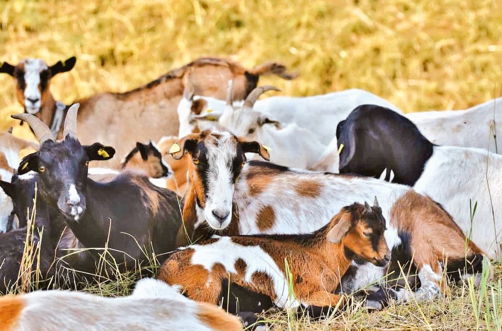 __Trichia__'s tweet image. 𝐍𝐄𝐕𝐄𝐑 𝐒𝐓𝐀𝐑𝐓 𝐀 𝐆𝐎𝐀𝐓 𝐅𝐀𝐑𝐌 𝐖𝐈𝐓𝐇𝐎𝐔𝐓 𝐌𝐀𝐒𝐓𝐄𝐑𝐈𝐍𝐆 𝐓𝐇𝐄𝐒𝐄 𝟏𝟓 𝐄𝐒𝐒𝐄𝐍𝐓𝐈𝐀𝐋𝐒.

Starting a #GoatFarming business requires more than just keeping animals; it’s a science and a business.

Before you invest your time and money, make sure you…