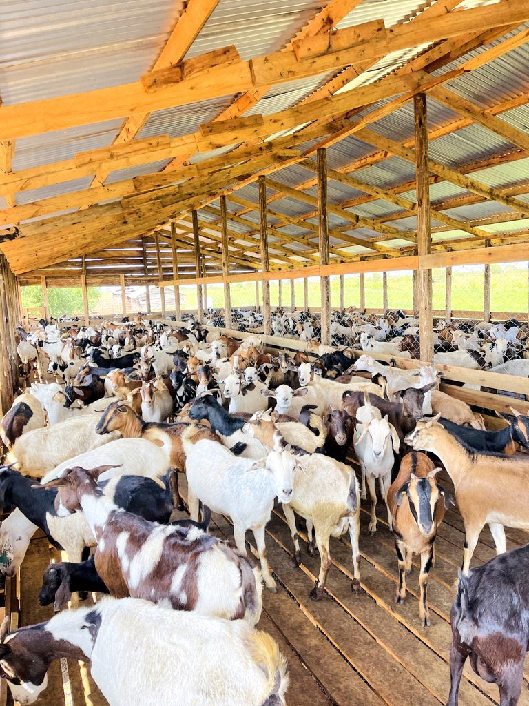 __Trichia__'s tweet image. 𝐍𝐄𝐕𝐄𝐑 𝐒𝐓𝐀𝐑𝐓 𝐀 𝐆𝐎𝐀𝐓 𝐅𝐀𝐑𝐌 𝐖𝐈𝐓𝐇𝐎𝐔𝐓 𝐌𝐀𝐒𝐓𝐄𝐑𝐈𝐍𝐆 𝐓𝐇𝐄𝐒𝐄 𝟏𝟓 𝐄𝐒𝐒𝐄𝐍𝐓𝐈𝐀𝐋𝐒.

Starting a #GoatFarming business requires more than just keeping animals; it’s a science and a business.

Before you invest your time and money, make sure you…