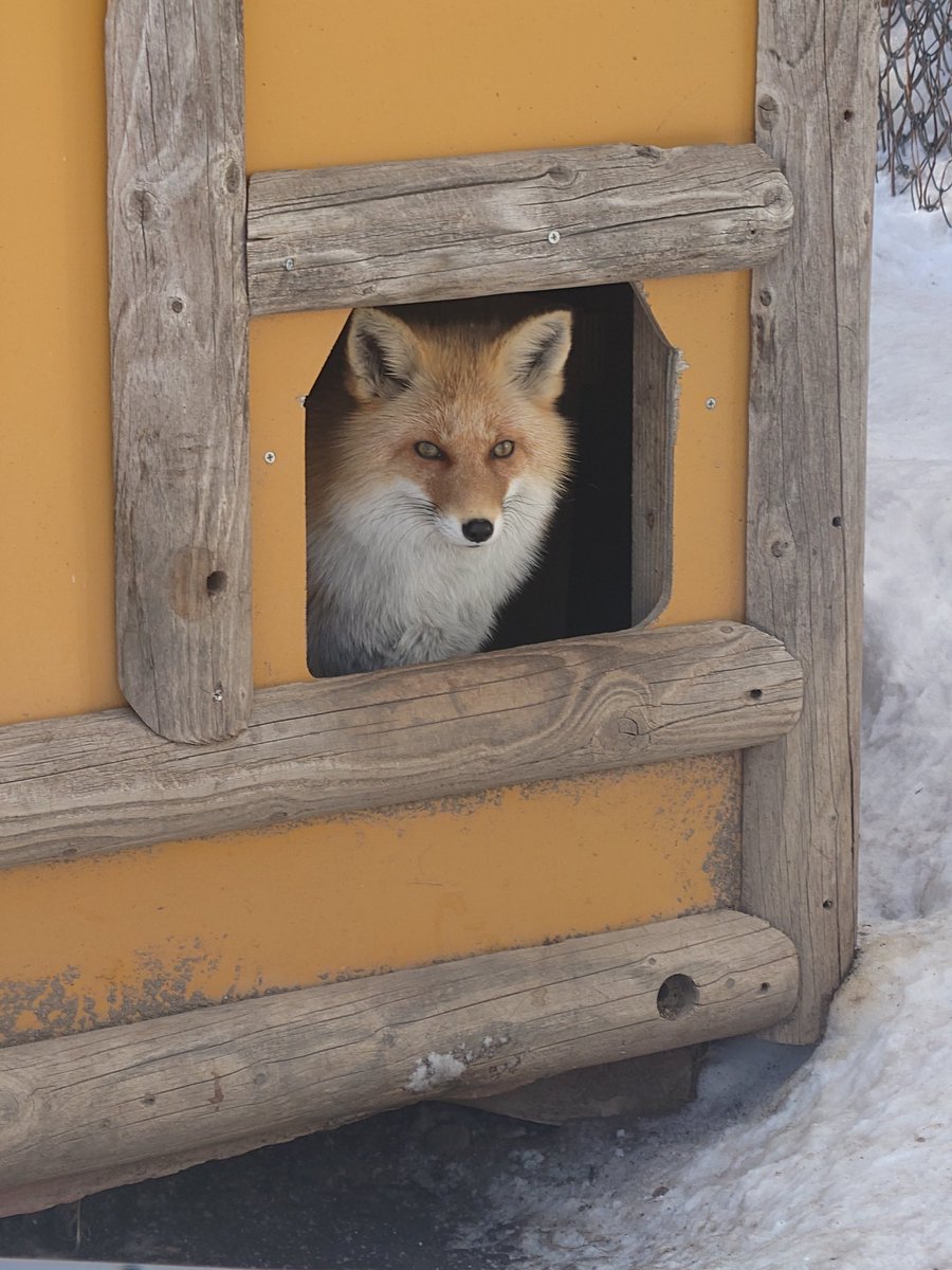 Post by Cheng-Ren🦊🐺 on X: 何屋さんかな🤔