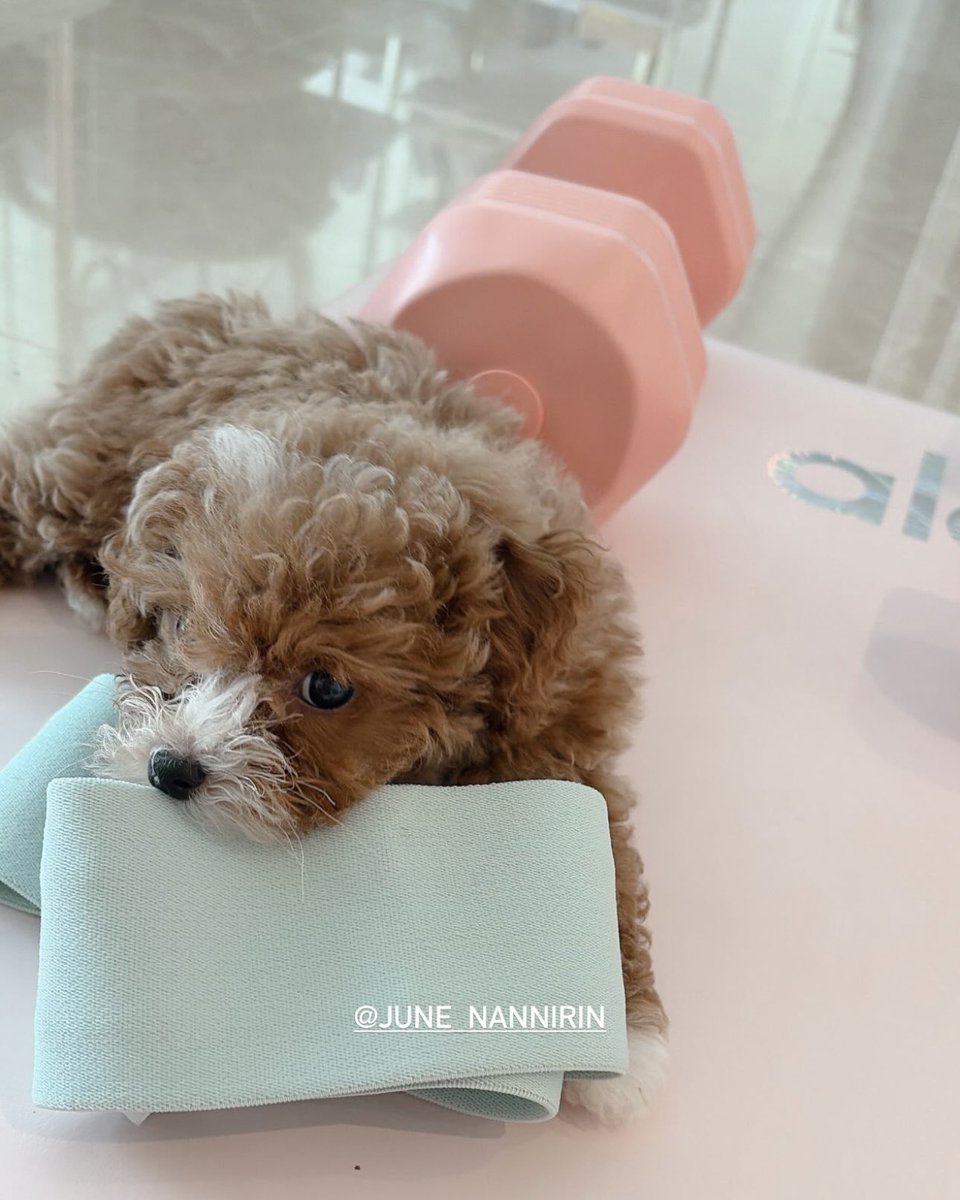 ป้าเจแลนด์ผุได๋บอกลาร์อ้วนคือถังแก๊ส มื้อนี้ลาร์สิผอมไห่เบิ่ง!!!

#babibilliondollar #junenannirin