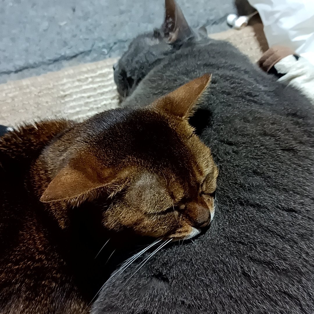 zero7652's tweet image. 去年の今頃のニャビロシ✨癌の手術が終わってから
ロシは最後までほぼニャビの近くに寄り添ってました🐾🐈‍⬛🐈
ニャビのグルーミングがしつこいのでよく噛まれてましたけど・・😂
