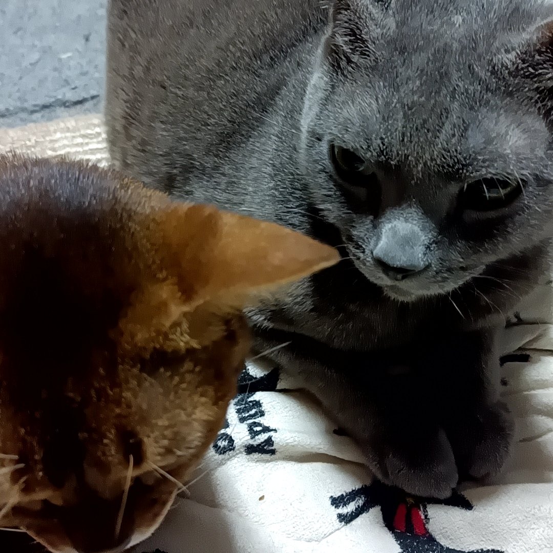 zero7652's tweet image. 去年の今頃のニャビロシ✨癌の手術が終わってから
ロシは最後までほぼニャビの近くに寄り添ってました🐾🐈‍⬛🐈
ニャビのグルーミングがしつこいのでよく噛まれてましたけど・・😂