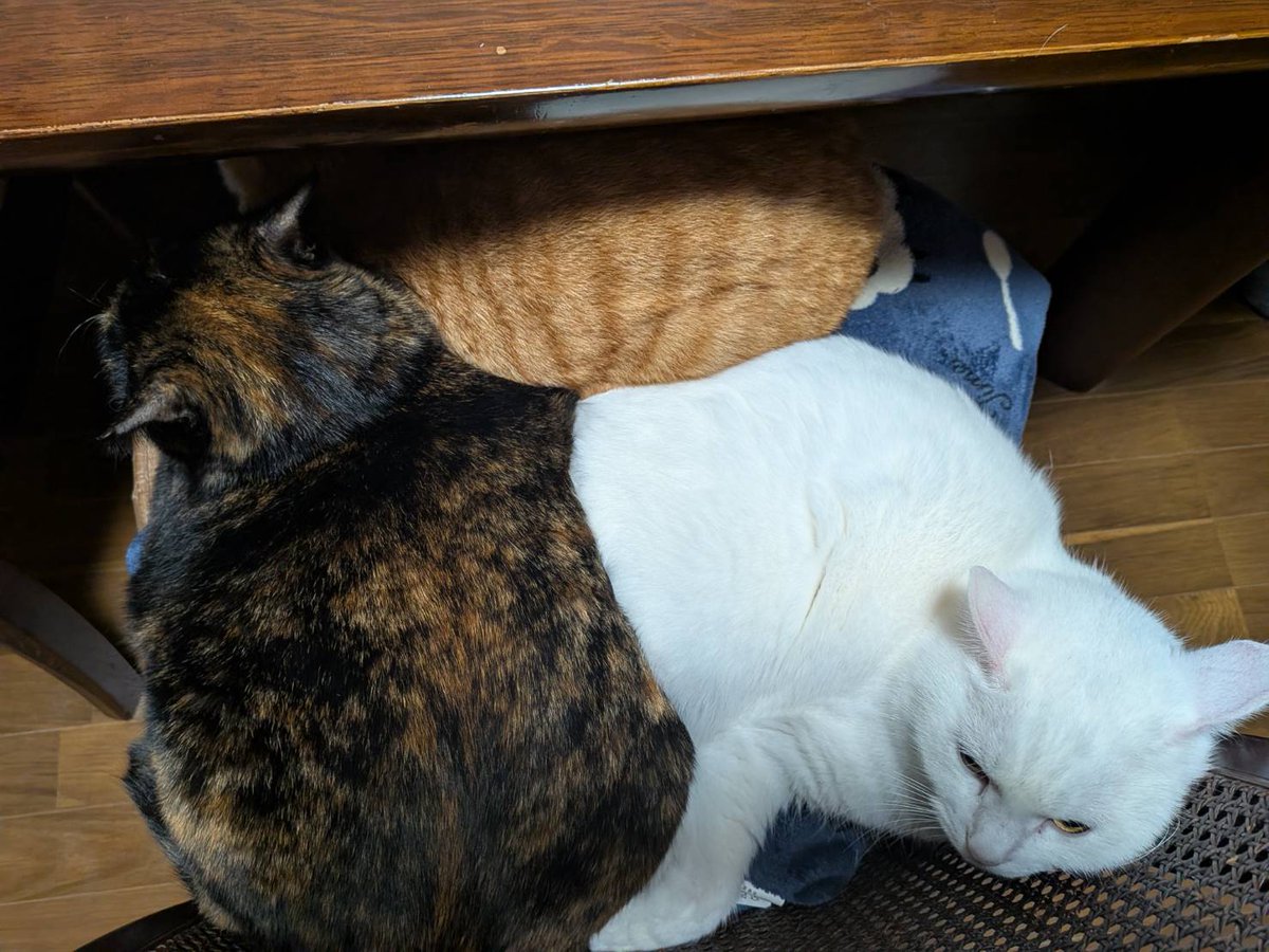 柴猫様 柴猫様 【公式通販】