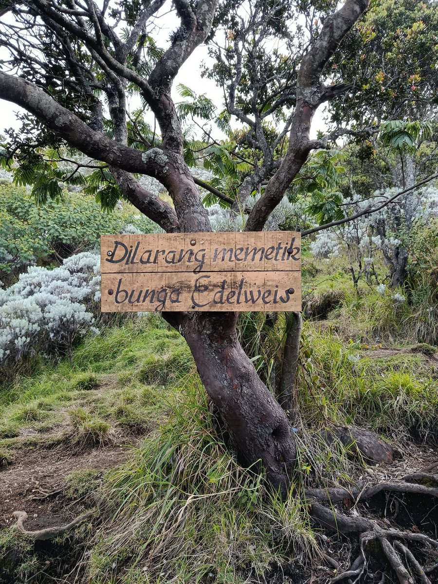 wadehelll tweet media