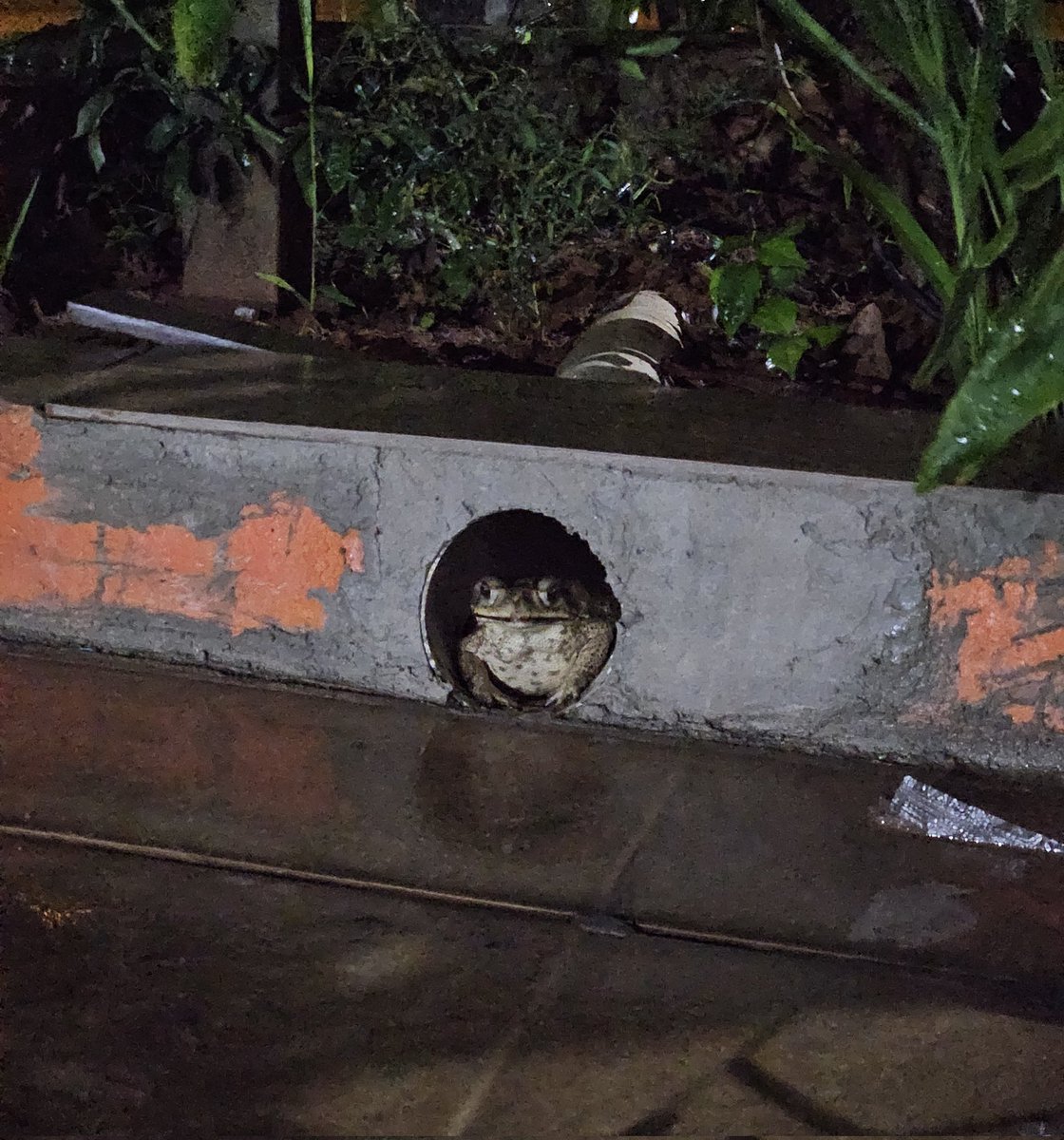 alucard_again's tweet image. tô num sítio daora

o bicho tá aqui travado de lança na mesma posição tem umas 3 horas já