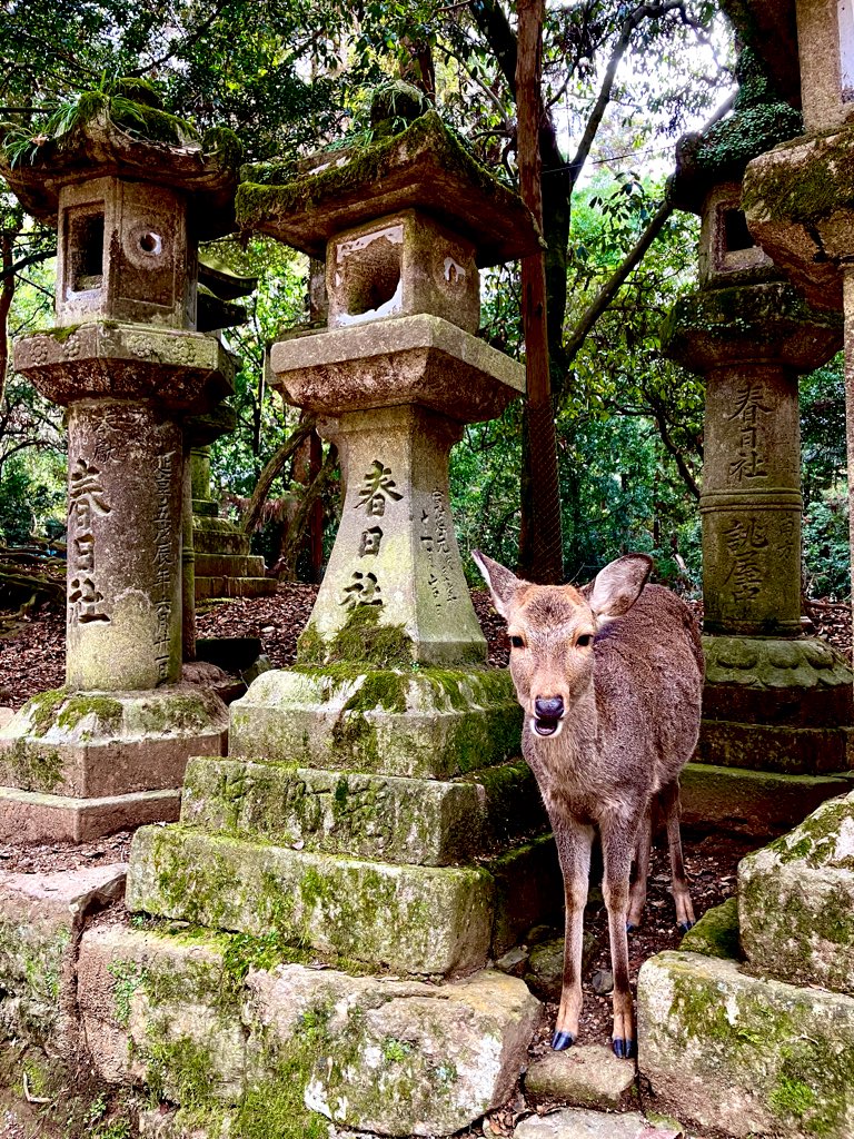 かめきち♬︎♡プロフ必読♬︎♡になります。 かめきち (@kamekichi_pso2) / Posts / X