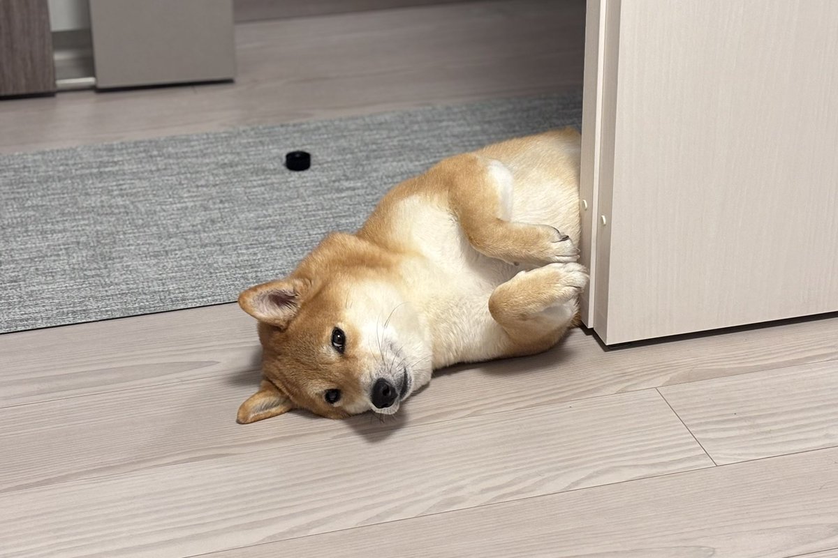 柴犬しばみ (@shibami_) / Posts / X