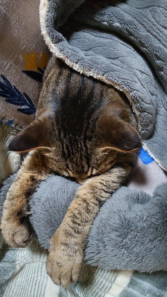 きじとら@nyan (@kigitorakun) / Posts / X