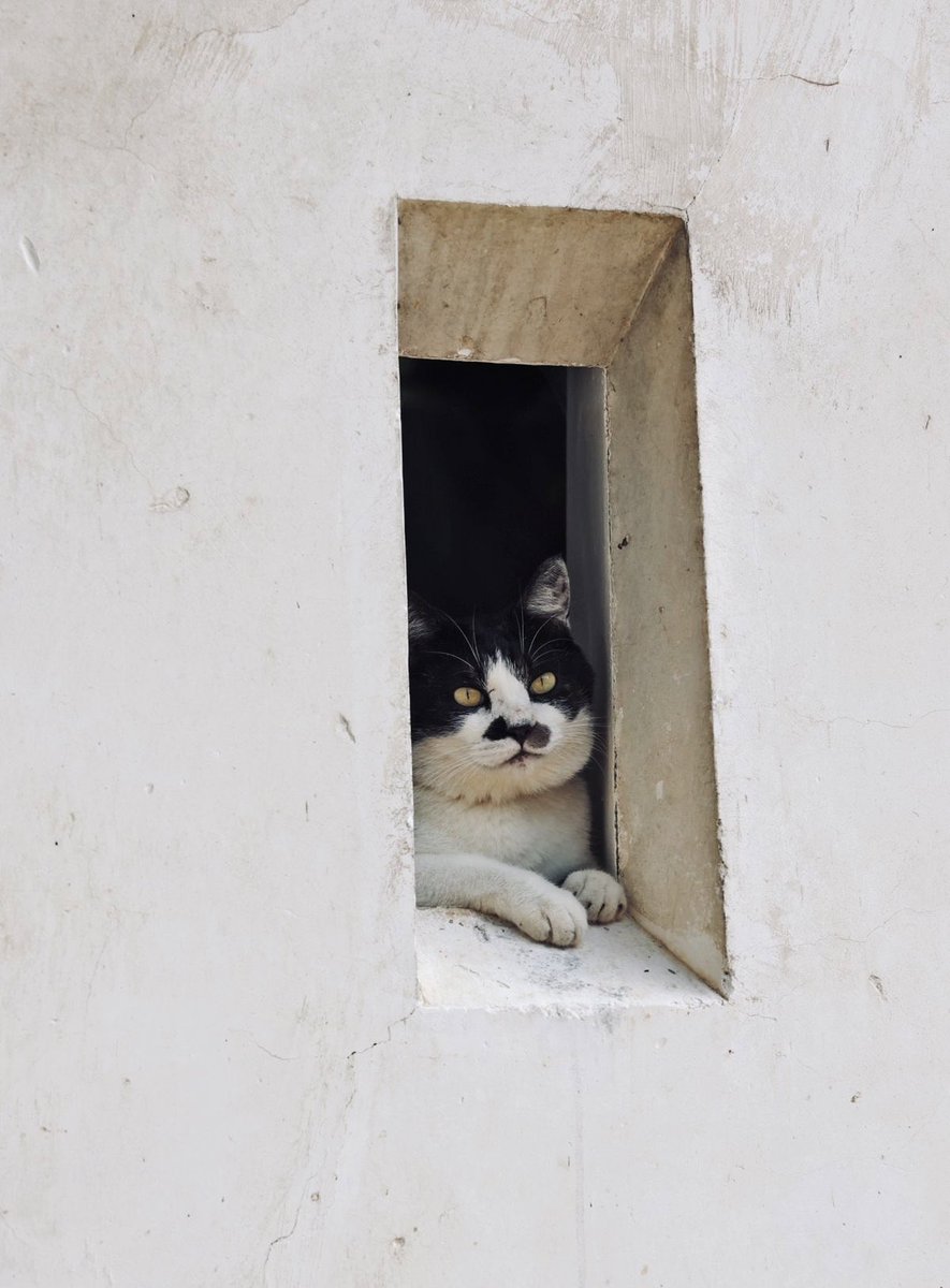 lee know as cats 🐱 tweet media