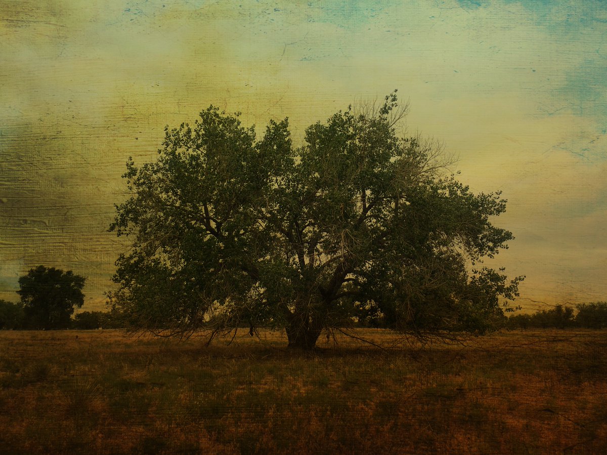 bvonloh's tweet image. Somewhere along the Bijou... #highplains #colorado #distressedfx