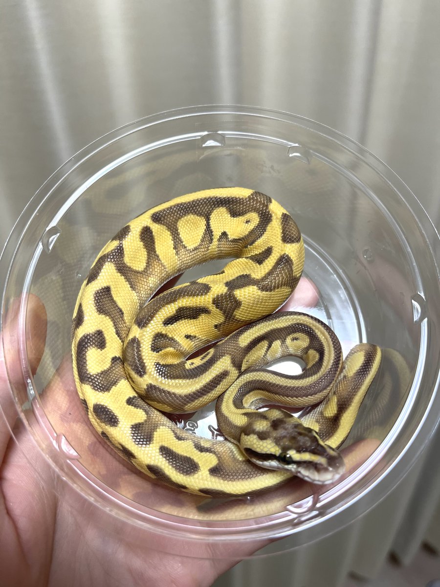 ヒ*ロ様 ☘️ スペシャルイベント☘️ラスト2☘️371 ❤️超希少【カメレオン ありがとうございました。 1月またお待ちしています！