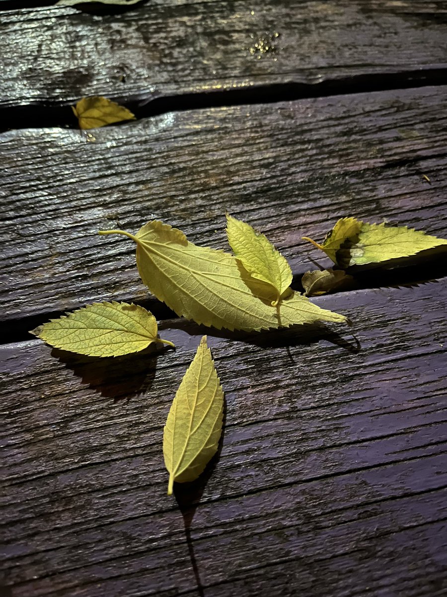 Soğuk Aralık ayına son bir günaydın 🍂