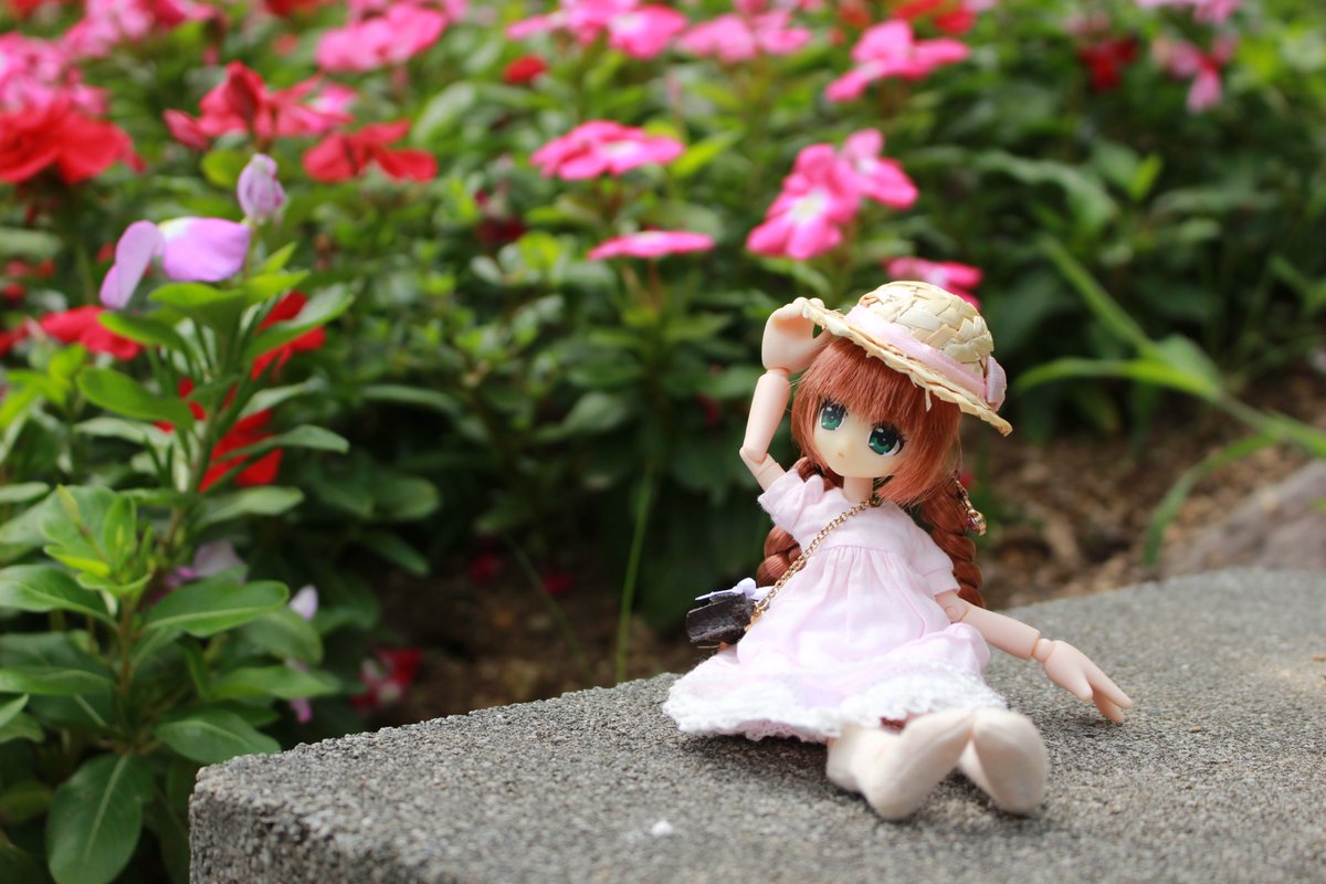 seraphishdoLL's tweet photo. 女川原子力PRセンターの外には、スイートガーデンがあり、多種の花が育てられています。
時期的に薔薇が終わっていてちょっと残念でしたが、それでも綺麗な花が多くて良かったです。
リプーさん達に、やっと麦わら帽子がきちんと使えました…… https://t.co/6dPH8OC7lD