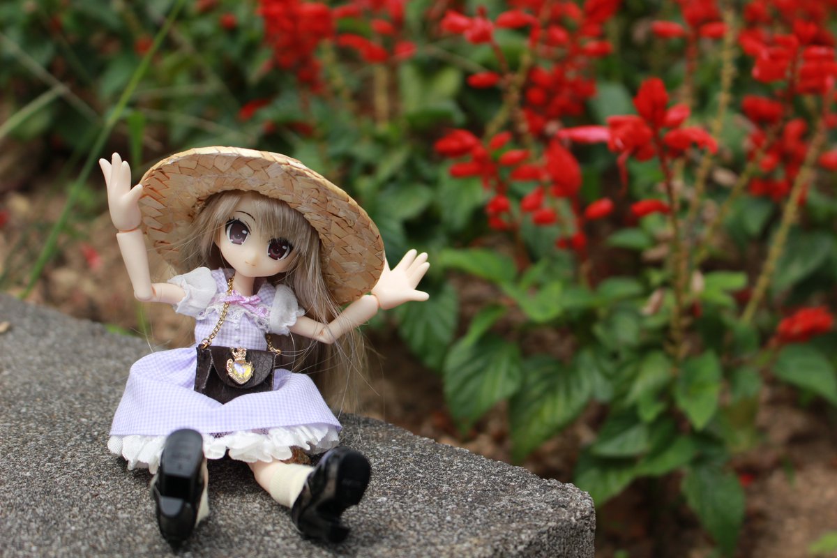 seraphishdoLL's tweet photo. 女川原子力PRセンターの外には、スイートガーデンがあり、多種の花が育てられています。
時期的に薔薇が終わっていてちょっと残念でしたが、それでも綺麗な花が多くて良かったです。
リプーさん達に、やっと麦わら帽子がきちんと使えました…… https://t.co/6dPH8OC7lD