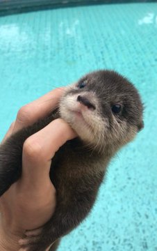 Why wouldn’t you buy this cute Degen? Seriously.