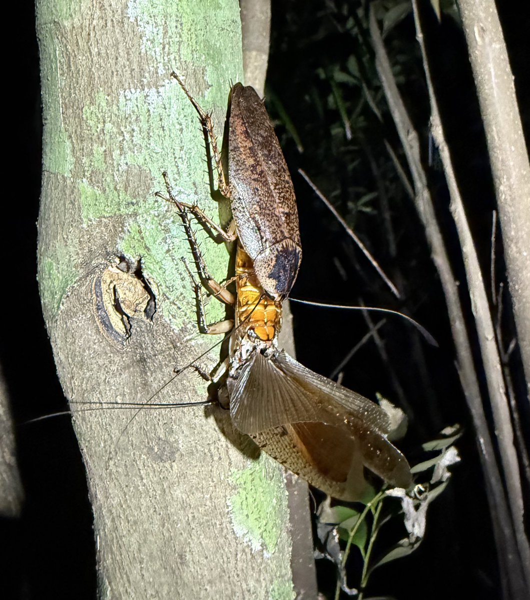 2025 今年見られた最高のゴキブリ④

ヤエヤママダラゴキブリ‼️
日本最大のゴキブリ！
本種の交尾行動をしているのは始めて見たが他のゴキブリは比較にならないほどダイナミック…