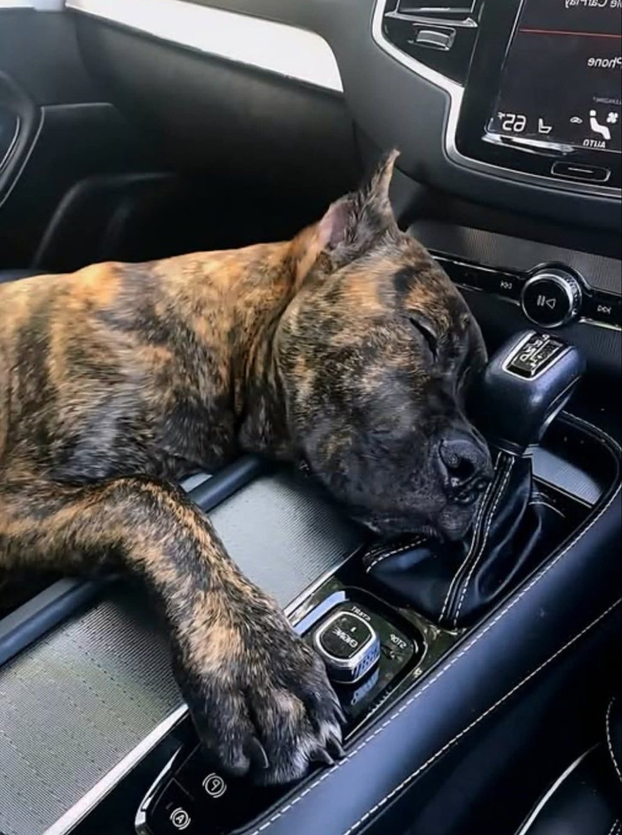 Not even an hour ago, I picked him up from the shelter. He doesn't really know me yet — and still, he simply fell asleep in the car, resting his head on the gear shift as if it were the softest pillow in the world.

He is tired. Tired from fear. Tired from waiting. Tired of not