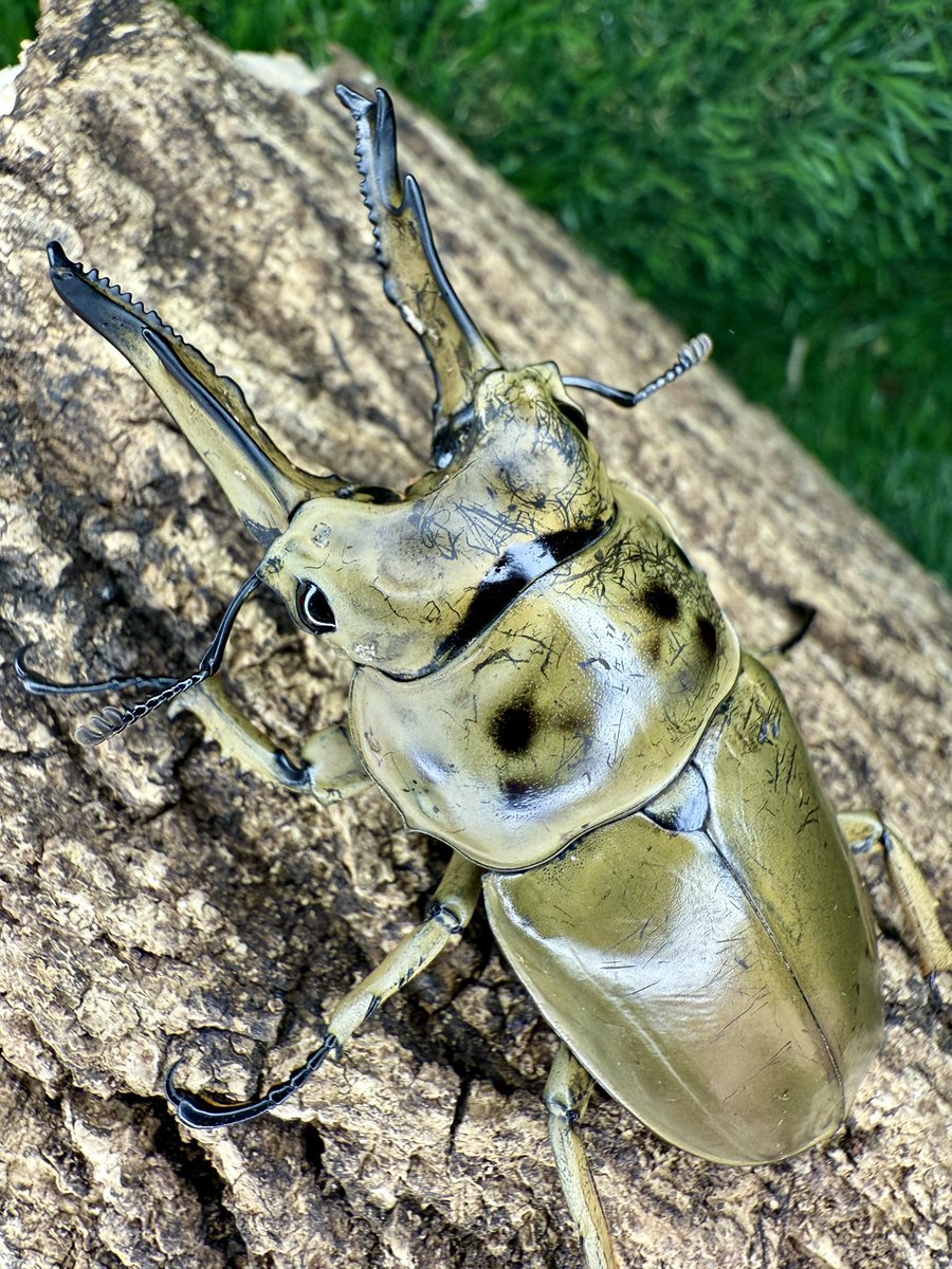 かぶぶくわわ (@mushi_lowkun) / Posts / X