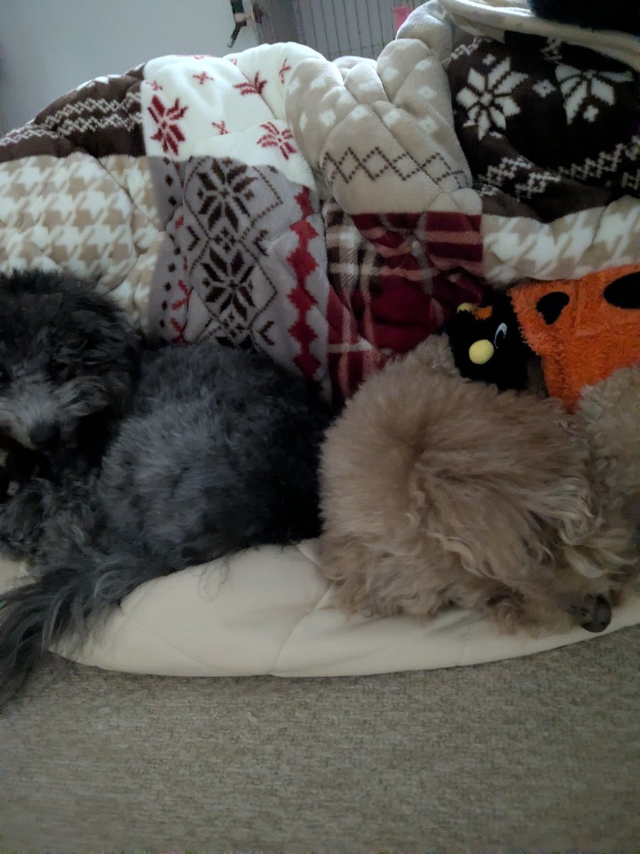 横になってるぼくの横で犬2匹も並んで寝てる。幸せ。