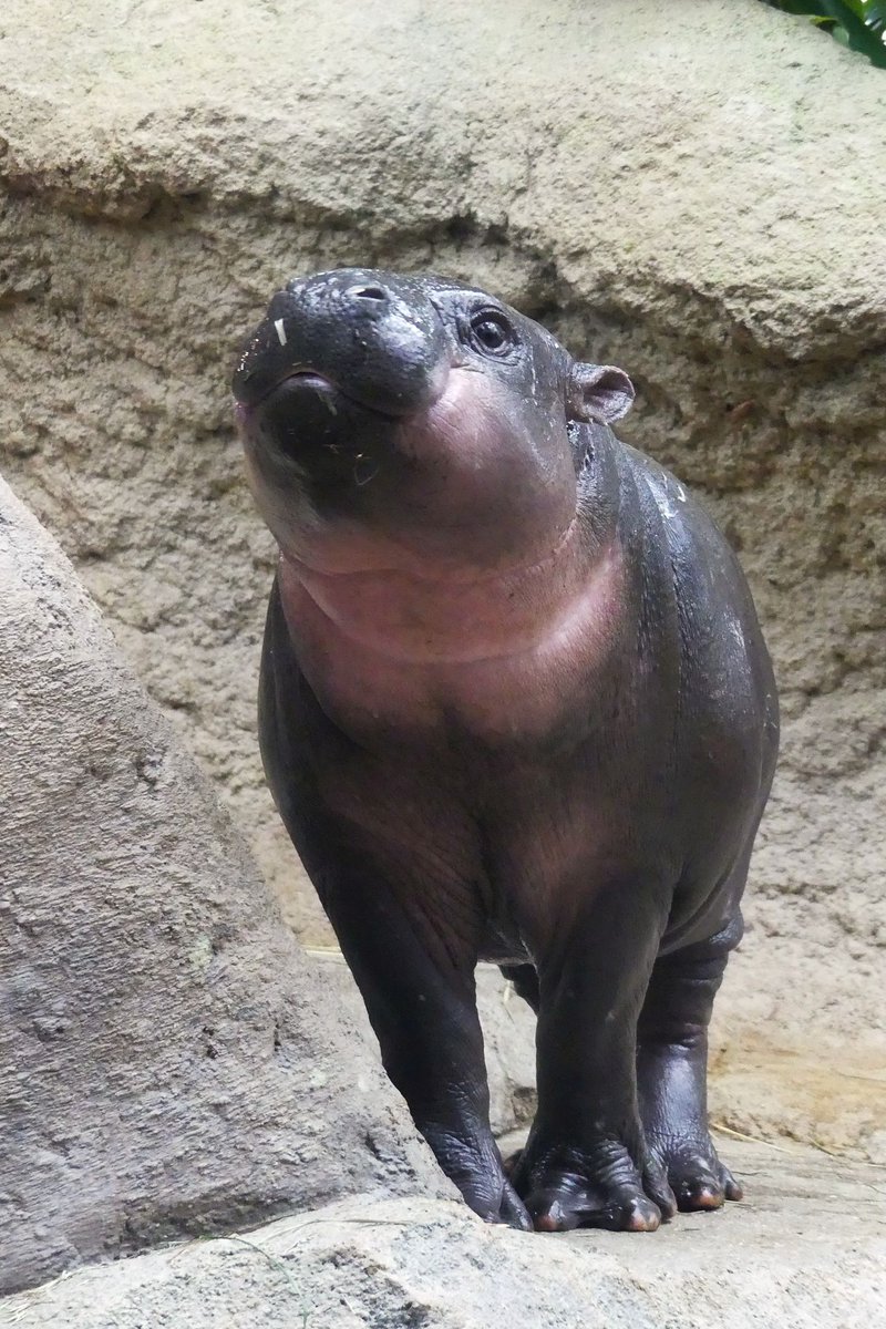 maruページ maruページ mAru。 (@v2911maru) / Posts / X