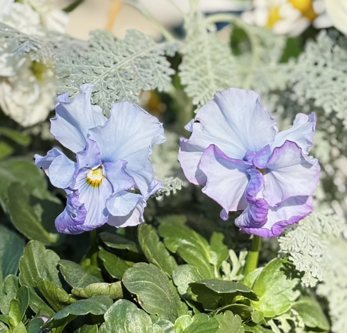 まぁちゃん まあちゃん まぁちゃん まあちゃん まぁちゃん Model L - Megaman ZX