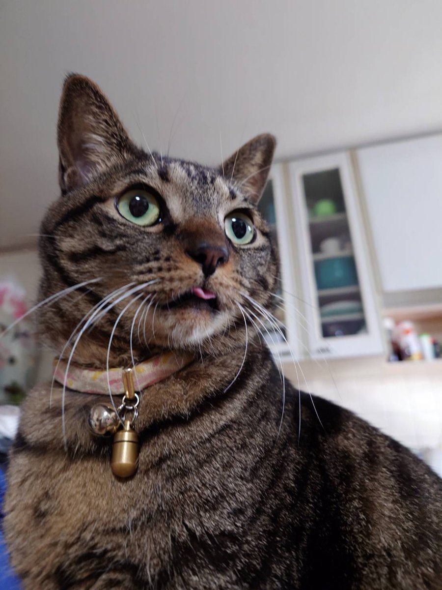 ヨコニナ・ガイ( ^ω^ )ﾆｺﾆｺ
と
シタデテ・ルッテバヨ(・∀・)ｲｲ!!
#GRAPHT
#ウルトラスーパーワイドモニター
#猫のいる暮らし