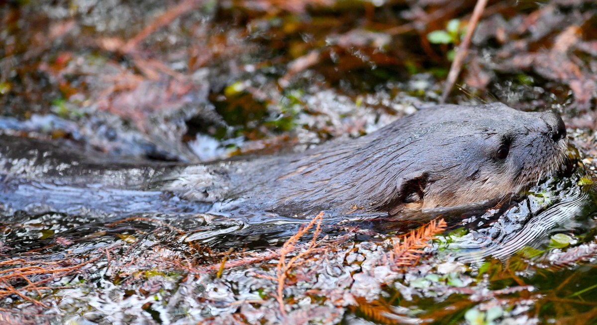 Roy Allen tweet media