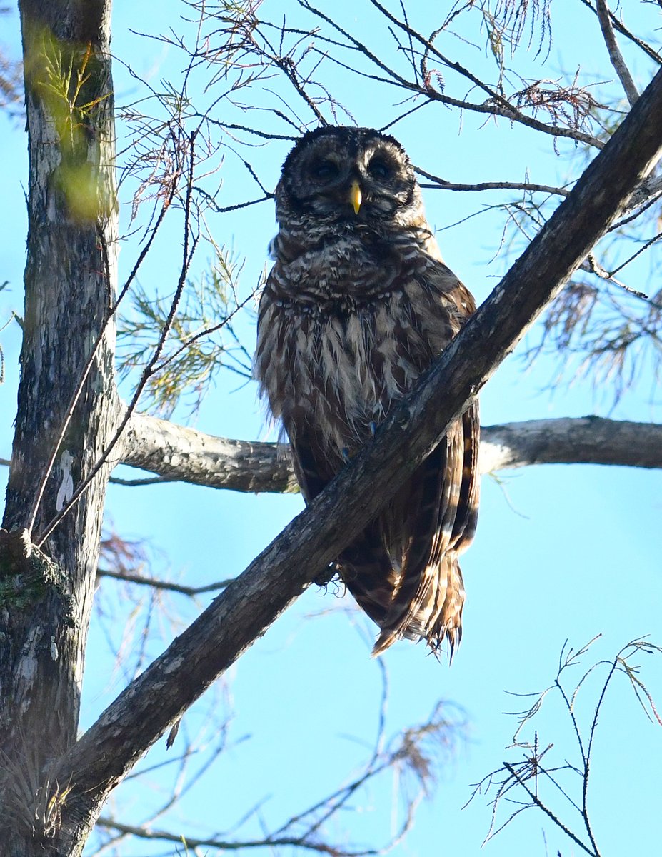 Roy Allen tweet media