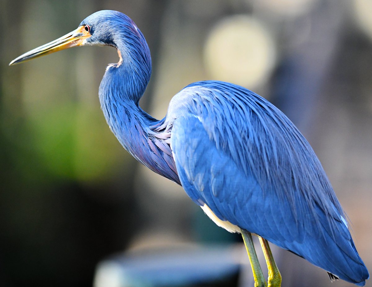 Roy Allen tweet media