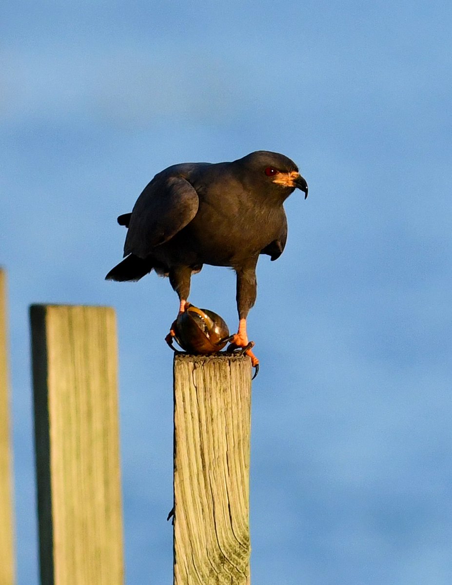 Roy Allen tweet media