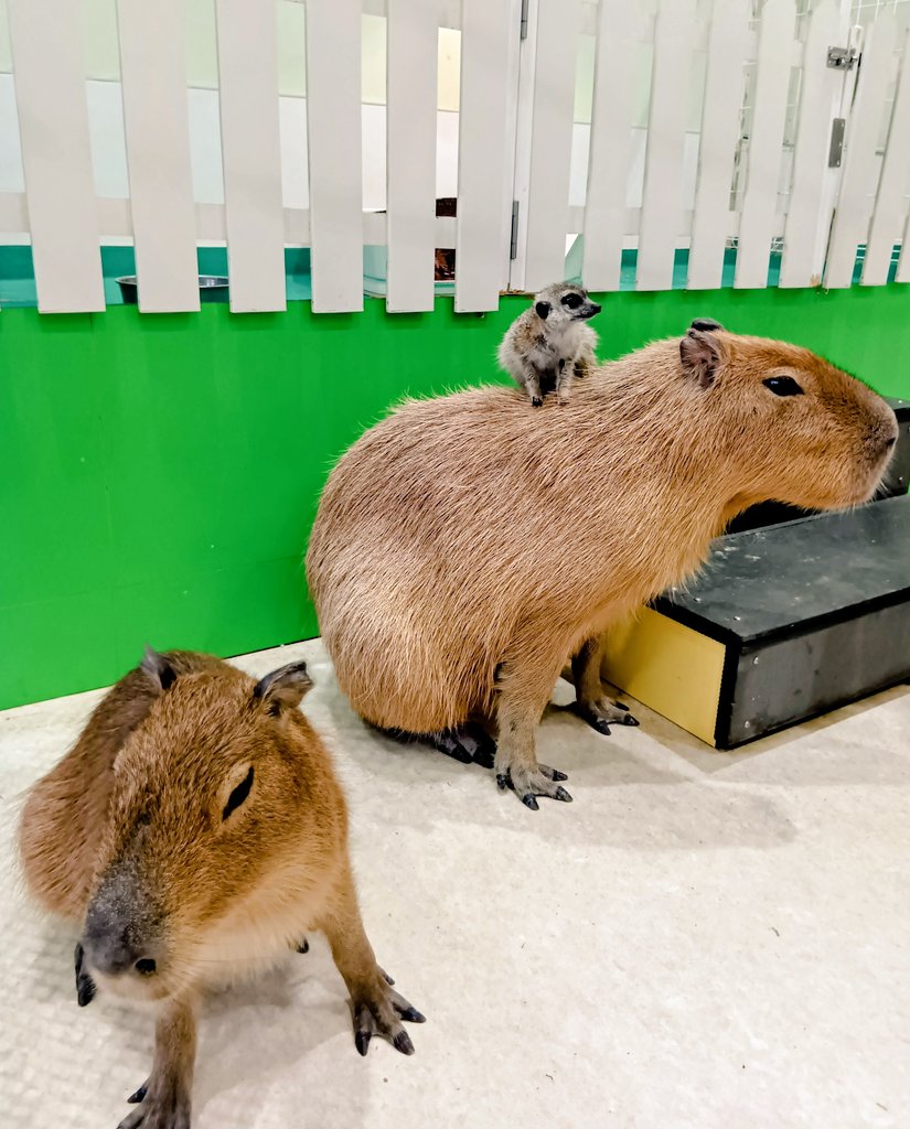 2025.12.30⇒太田
(*'ω'*)♥🐭
#カピバラ　#カピ活