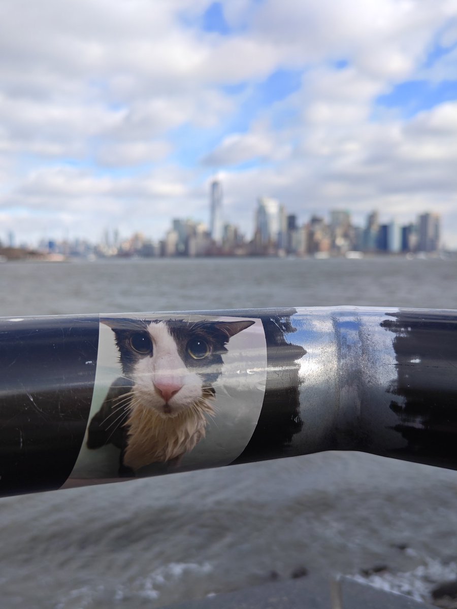 Soggy Cat Propaganda tweet media