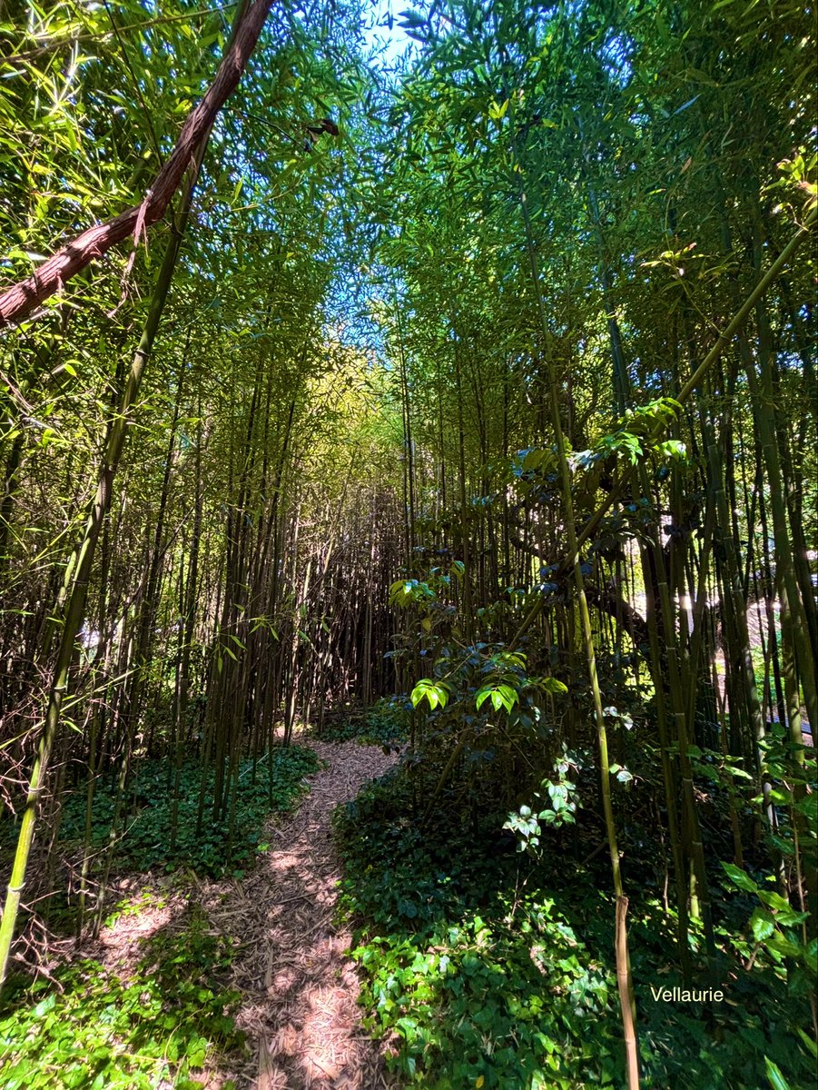 VijayEllaurie's tweet image. Good Evening 🕊️ #TrailTuesday “The path reveals itself once you start walking”. #nature #trails #hiking #walking #trees