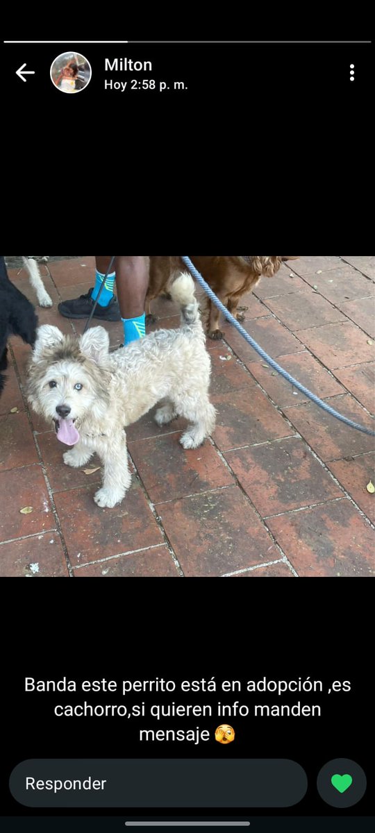 Rkrdrums's tweet photo. @AdoptaCDMX Hola buenas tardes me comentan que ya no lo pueden cuidar está ubicado en Alcaldía Coyoacán Cafetales y Escuela Naval Militar ustedes pueden ver si se adopta para coordinar https://t.co/n4Ia75l1Li