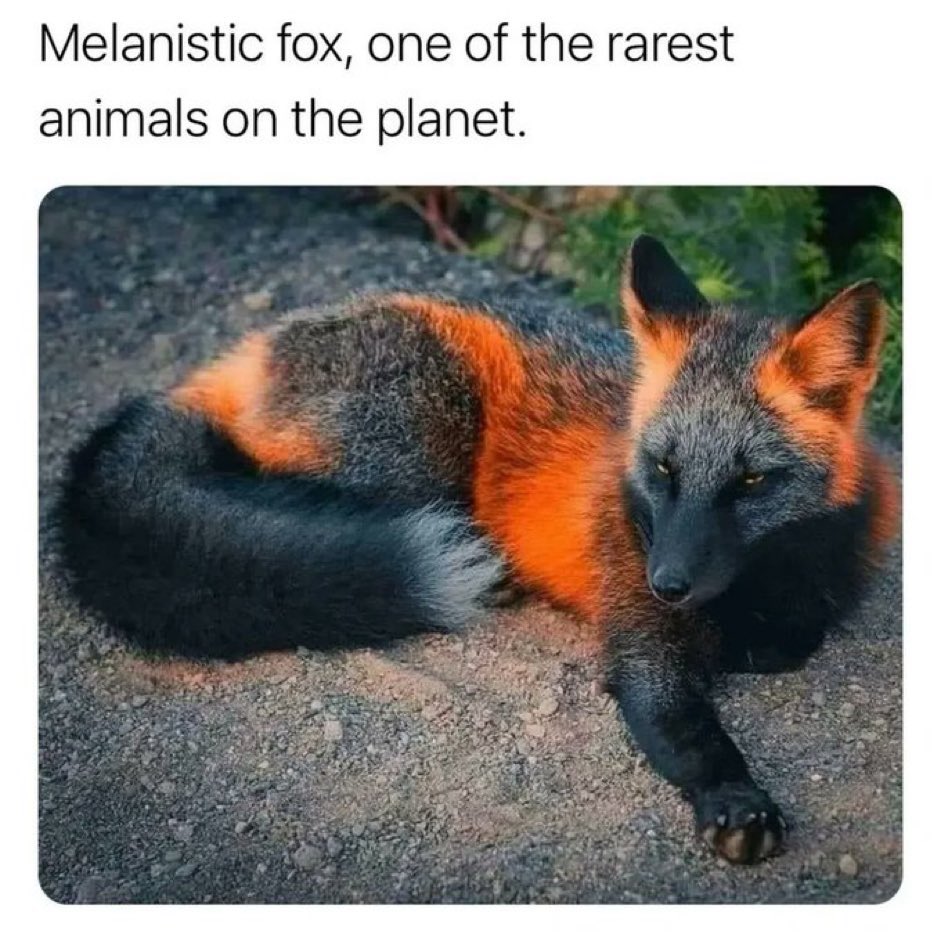 ZaddyZebra's tweet photo. What if remy? https://t.co/WCmtP1FnVS